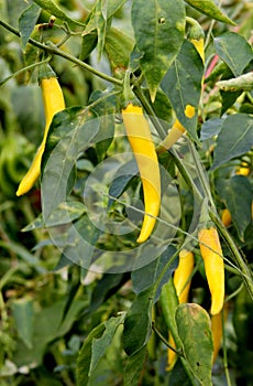 Capsicum, sweet pepper