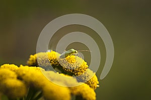 Capsid Bug photo