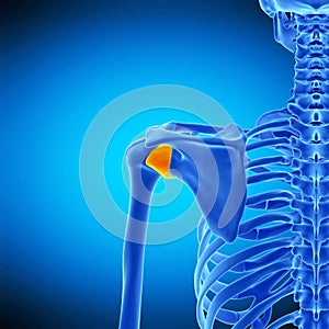 The capsular ligament