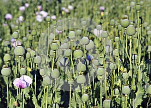 Capsules of poppy