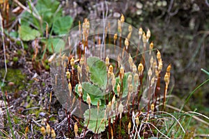 Capsules of sporophytes in spring moss photo