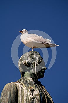 Captain Cook statue and seagull