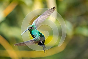 Caption of hummingbird flying in the forest