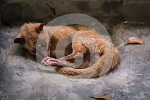 Captivated Luwac cat  asian palm civet resting in its cage, COFFEE PLANTATION, BALI, INDONESIA