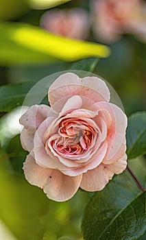 Captivating Beauty: The Light Pink Rose (Rosa)