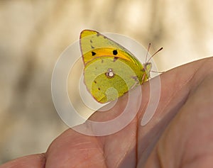 Očarujúce motýľ fotografovanie. vibrujúci motýľ posadený na rozmazané ruka 