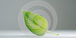 a captivating close up of a delicate green leaf