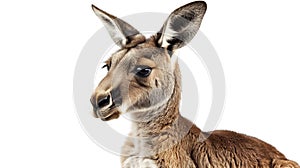 Captivating close-up of a kangaroo\'s face against a clean white background