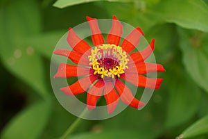 A captivating close-up photo of a blooming red Zinnia flower (Zinnia elegans)