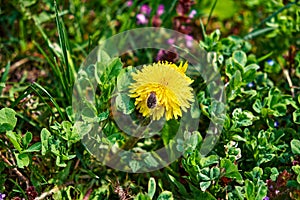 In a captivating close-up view, a vibrant yellow dandelion flower takes center stage, with a tiny black beetle exploring its