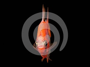 A captivating close-up of the vividly orange Glow Fish Tetra, set against a sleek black backdrop. photo