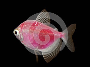 A captivating close-up of the vividly pink red Glow Fish Tetra, set against a sleek black backdrop. photo