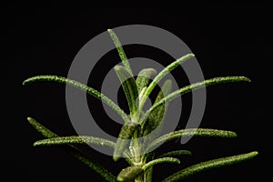 a close-up of the vibrant green Rosemary plant (Rosmarinus officinalis)