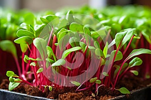 Captivating and enriching microgreens a visual feast of vibrant colors and exquisite textures photo