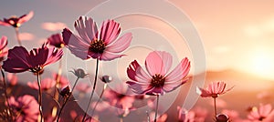 Captivating field of colorful cosmos flowers in a sunlit meadow with bokeh blur, close up macro shot
