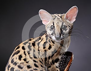 Captivating Genet Animal Portrait in a Professional Studio photo