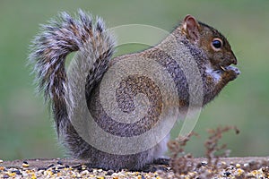 Captivating Grey Squirrel Chewing Food
