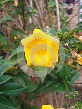 Captivating Heartfelt Snapshots of Alamanda Flowers photo