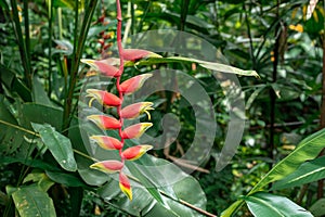 Captivating Heliconia Rostrata Flower Showcasing Vibrant Beauty in Intricate Detail