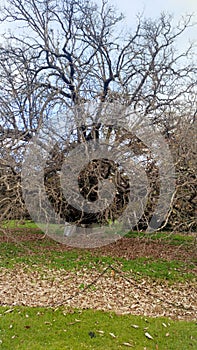 Ancient Leafless Tree with Twisted Branches in Natural Setting