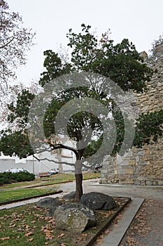 Tree by Ancient Stone Wall