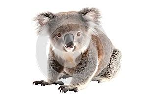 Captivating image of a koala perched on a white background