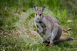 Captivating image of red necked wallaby in natural habitat