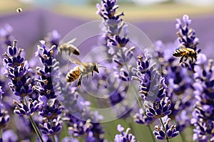 Honeybees in Flight Amongst Vibrant Lavender Blossoms photo