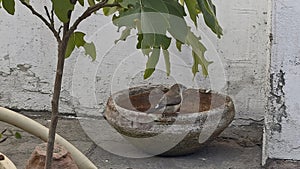 Java sparrow perched inside a water bowl under a tree, creating a tranquil wildlife scene