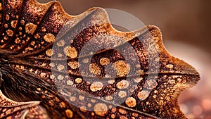 Intricate Moth Wing Pattern Close-up