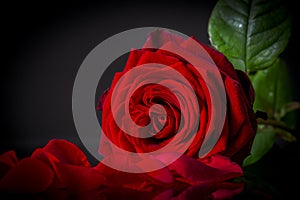 Dramatic crimson rose and fallen petals reflecting on a dark surface.