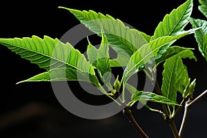 Captivating macro shot of a vibrant leaf unfurling representing the essence of life renewal, go green image, Generative AI