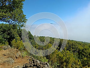 A captivating moment where clouds gently engulf an entire forest