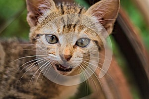 Captivating Moments: Striped Brown Kitten Meowing, Direct Gaze, Rusty Bicycle Wheel