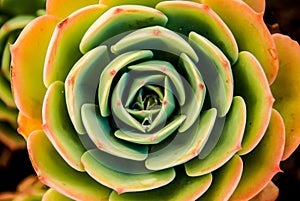 The Captivating Pattern of a Succulent Aeonium. Desert Rose?
