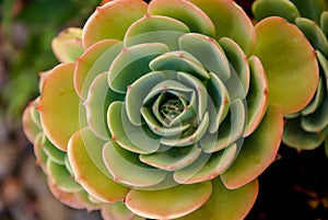 The Captivating Pattern of a Succulent Aeonium. Desert Rose?