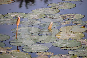 A Verdant Symphony: A Kaleidoscope of Green Lotus Blooms