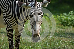 Captivating photo of the face of a striped zebra