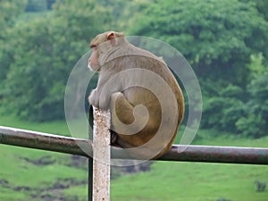 Bored Monkey Perched on a Railing