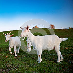 Serene Trio: Three Friendly Goats Grazing in a Grassy Field. photo