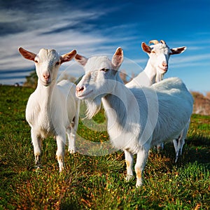 Serene Trio: Three Friendly Goats Grazing in a Grassy Field. photo