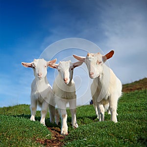 Serene Trio: Three Friendly Goats Grazing in a Grassy Field. photo