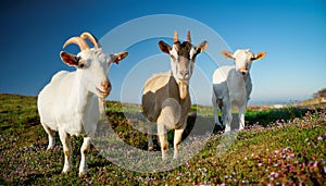 Serene Trio: Three Friendly Goats Grazing in a Grassy Field. photo