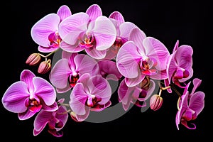 Captivating Pink orchids flowers. Generate Ai
