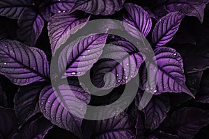 Captivating Purple flowers closeup dramatic. Generate Ai