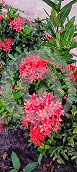 Captivating Red Asoka Flowers in the Evening Glow