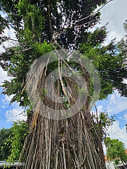 Captivating shot of a majestic Banyan tree (Ficus benghalensis) towering with lush roots and vibrant foliage