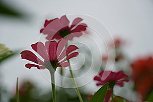 A captivating shot of Zinnia flowers, captured from below against the sky, resembling towering spires (Zinnia elegans)