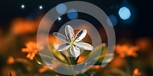 Captivating star of bethleme Flower on Beautiful Blurred Background