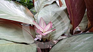 Goeppertia loeseneri (Calathea loeseneri) Flower and Leaves: Pink Bloom, Silver Upper Surface, Deep Red Undersides photo